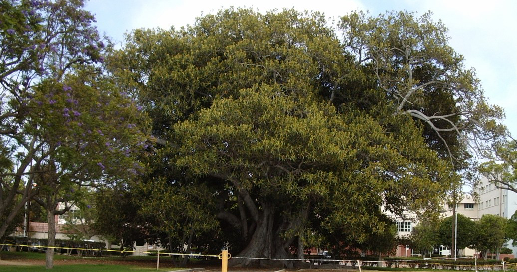 Moreton Bay Fig